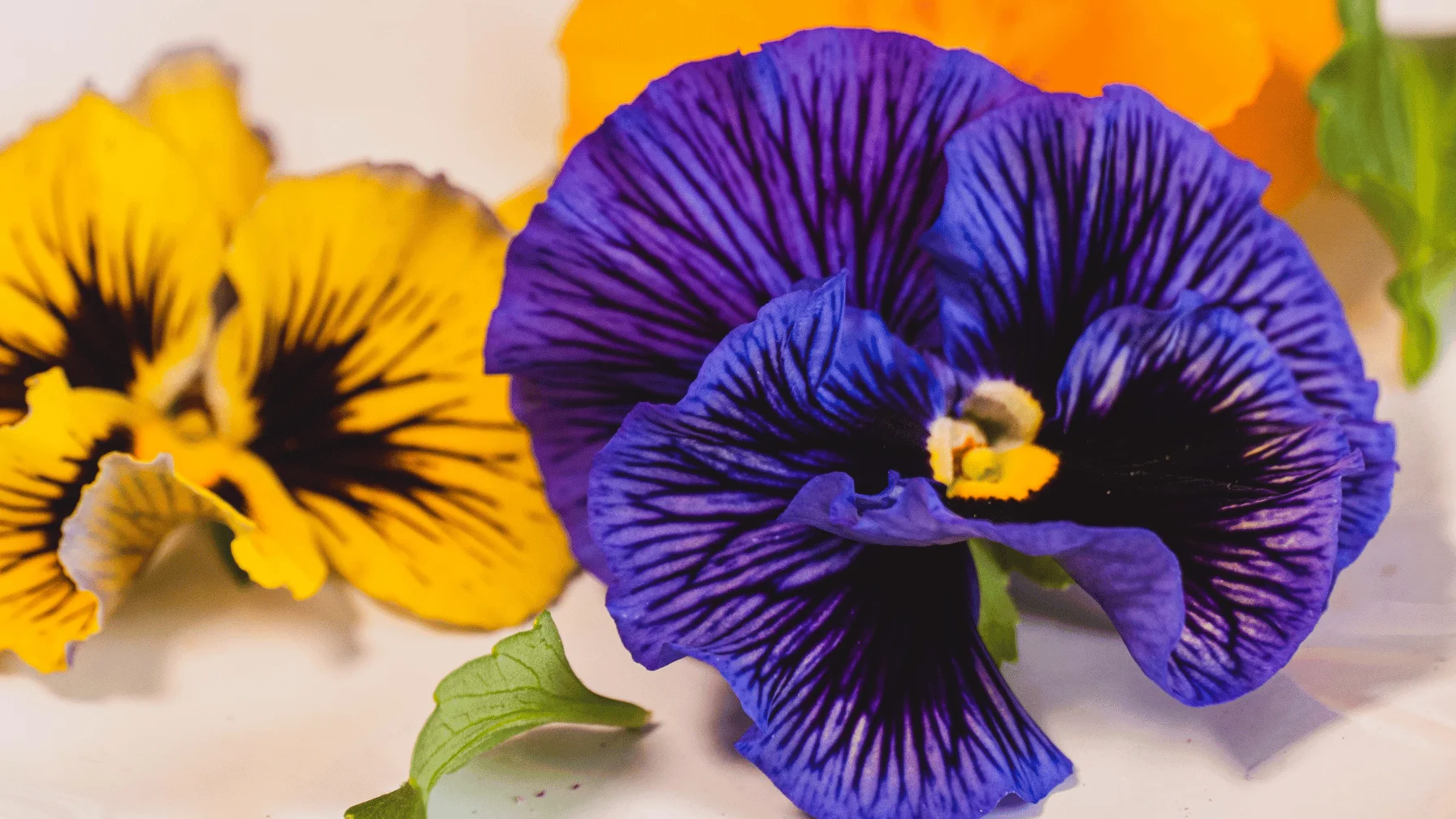 Florals in Cocktails Blog Header