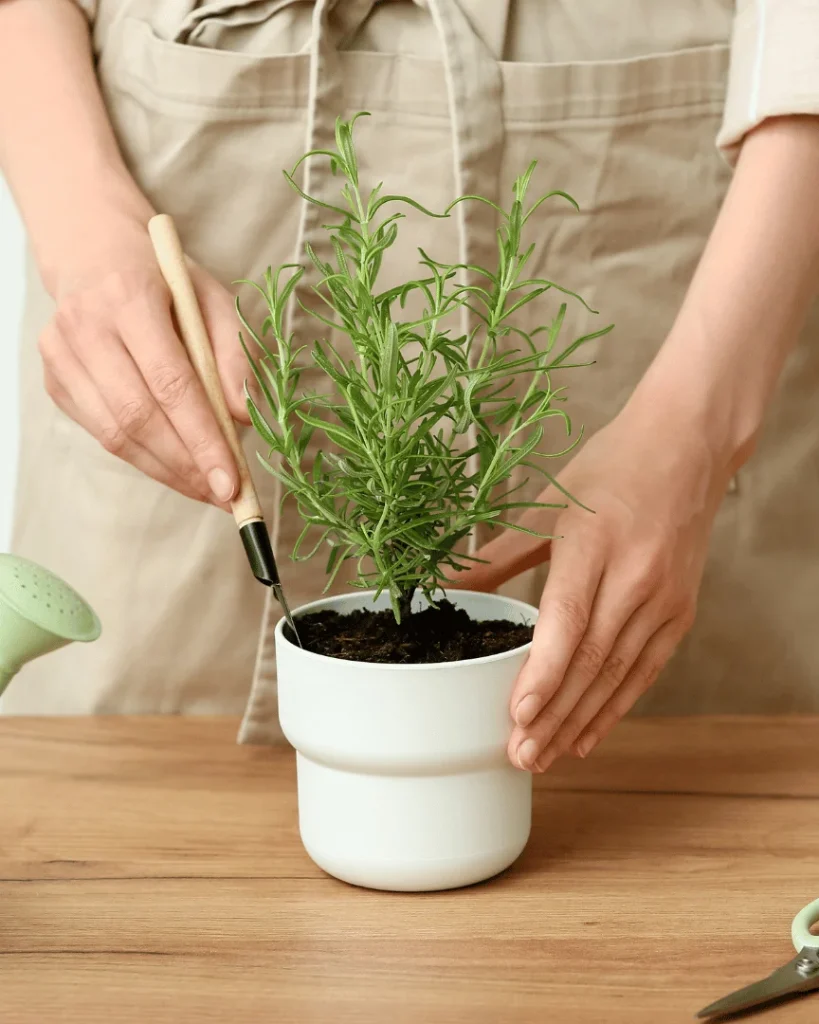 Rosemary Plant